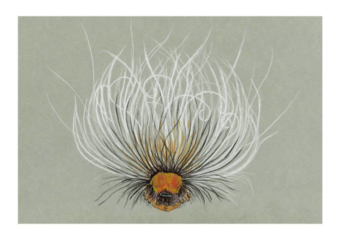 drawlloween-ak-d18-hairy-scary drawlloween 2022 - Hairy Scary