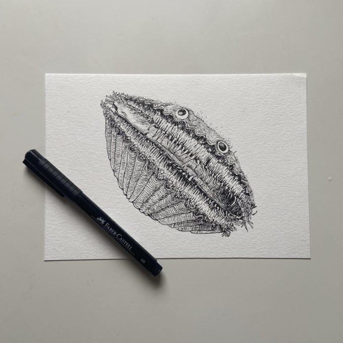 inkto-04-scallop-ak-original inktober 2022 - scallop (original)