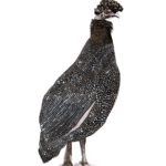 inktober 2022 - fowl