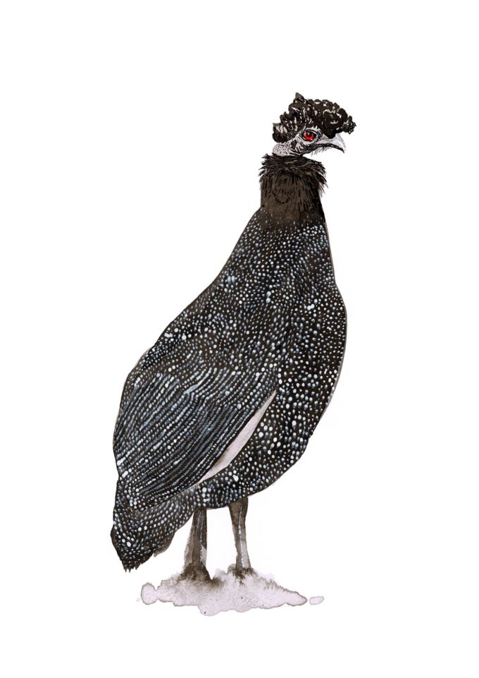 inktober-ak-d16-fowl inktober 2022 - fowl