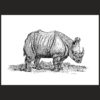 inktober 2024 rhinoceros
